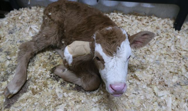 9 bin hayvana şifa kapısı oldular