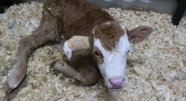 9 bin hayvana şifa kapısı oldular