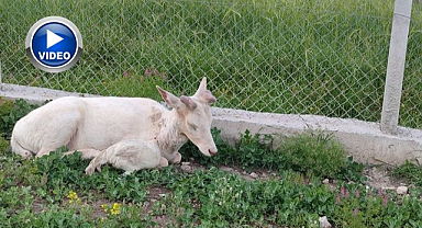 Evin bahçesine girdi! Görenler gözlerine inanamadı