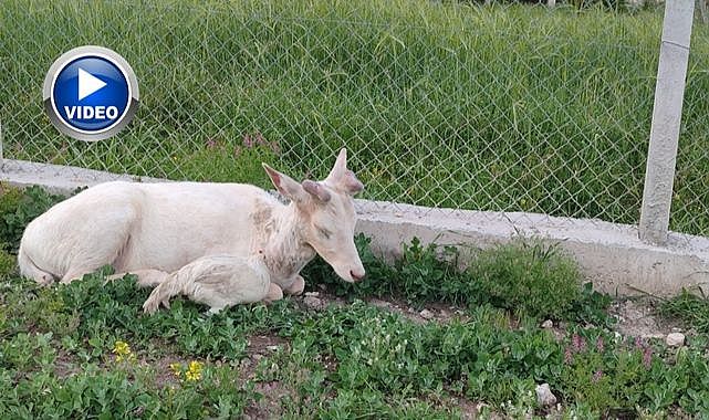 Evin bahçesine girdi! Görenler gözlerine inanamadı
