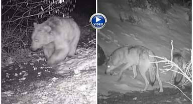 Fotokapanla yaban hayatını kare kare kaydediyor