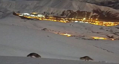 Gece manzarasında tilkilerin oyunu büyüledi