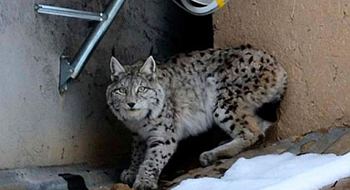 Gece yiyecek arayan vaşak kameraya yakalandı