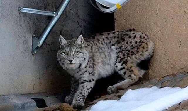 Gece yiyecek arayan vaşak kameraya yakalandı