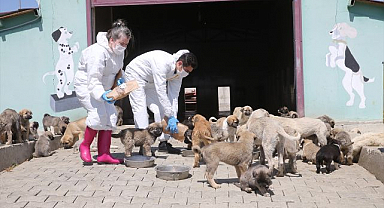 Gıda atıkları patili canlara mama oluyor