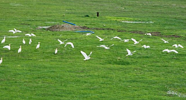 Göçmen kuşlar ovadaki hareketliliği artırdı