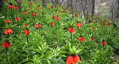 Güzellikleriyle doğaya renk kattılar
