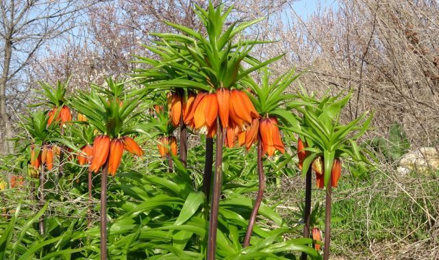 Güzellikleriyle doğayı renklendirdiler