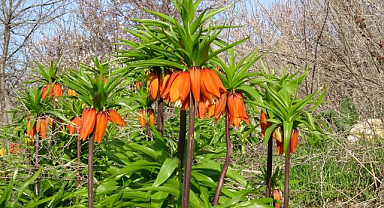 Güzellikleriyle doğayı renklendirdiler