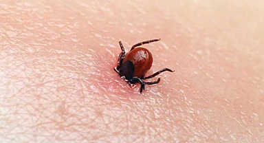 Kene alarmı! Ölüm ve vakalar peş peşe! Erzurum için  uyarı geldi