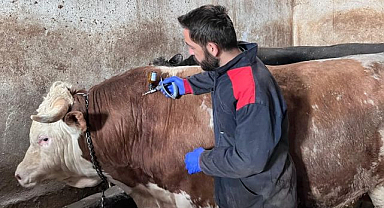 Hayvanlara şap ve brucella aşısı