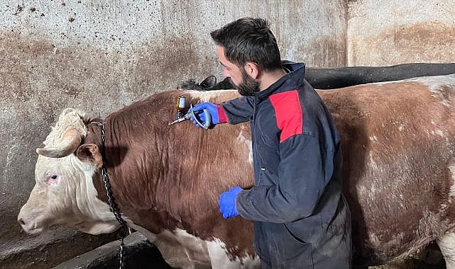 Hayvanlara şap ve brucella aşısı