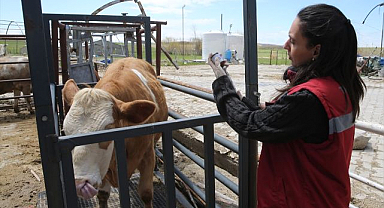 Hayvanların sağlığı kadın veterinerlere emanet