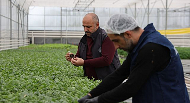 Jeotermal sera mucizesi: Çiçekler kenti renklendiriyor!