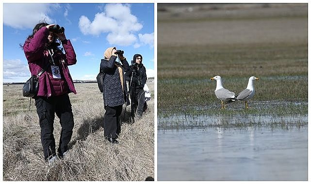Kampüsteki kuş türlerini gözlemlediler