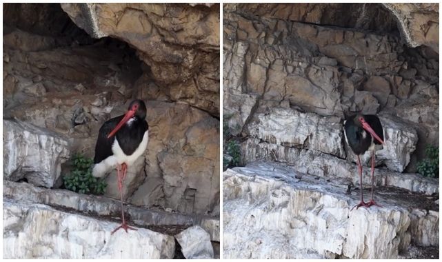 Kanyonda kara leylek görüntülendi