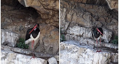 Kanyonda kara leylek görüntülendi