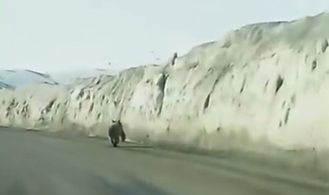 Kara yoluna inen ayı kameraya yansıdı 