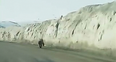 Kara yoluna inen ayı kameraya yansıdı 