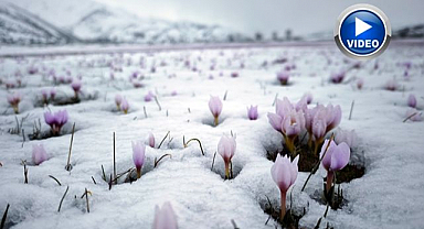 Karla buluşan çiğdemler göz doldurdu