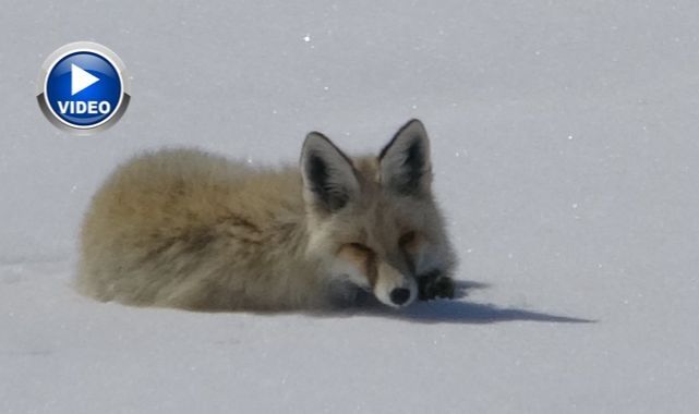 Karla kaplı arazide dinlenirken görüntülendi   