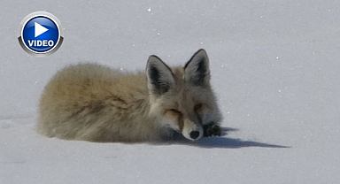 Karla kaplı arazide dinlenirken görüntülendi   