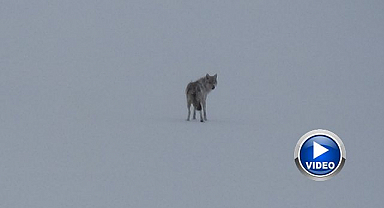 Karla kaplı arazide yalnız kurt görüldü