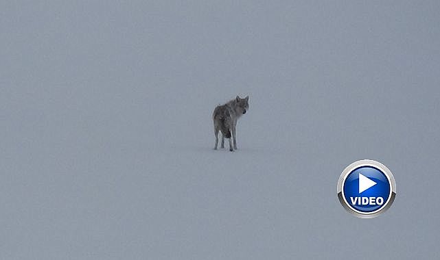 Karla kaplı arazide yalnız kurt görüldü
