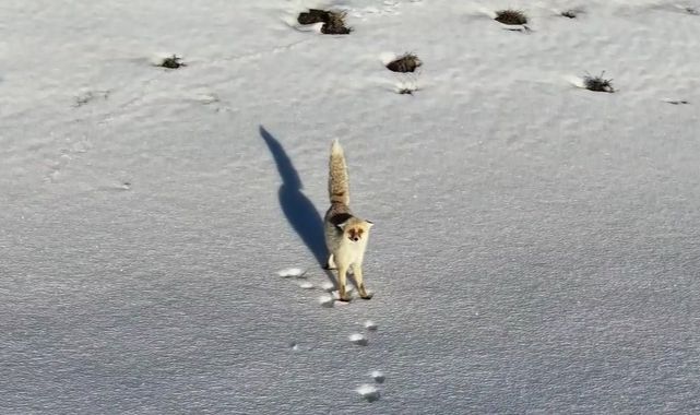 Karlı arazide yiyecek aradı