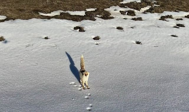 Karlı arazide yiyecek aradı