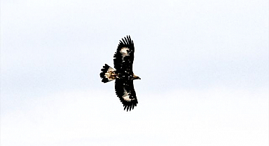 Kaya kartalı görüntülendi: 320 km hızla avlanıyor