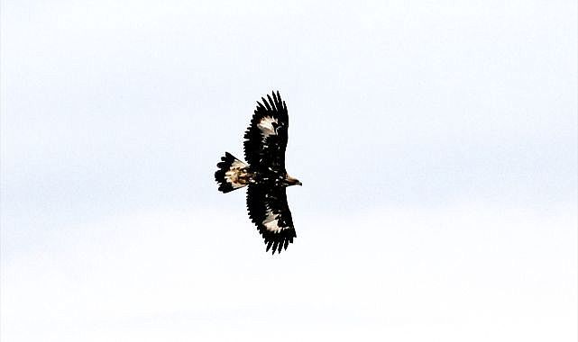 Kaya kartalı görüntülendi: 320 km hızla avlanıyor