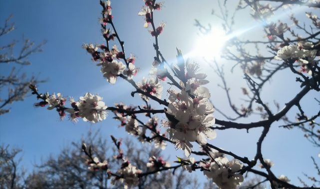 Kayısı ağaçları bahçeleri beyaza bürüdü