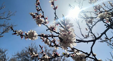 Kayısı ağaçları bahçeleri beyaza bürüdü