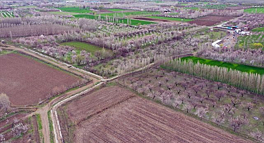 Kayısı ağaçları çiçek açtı