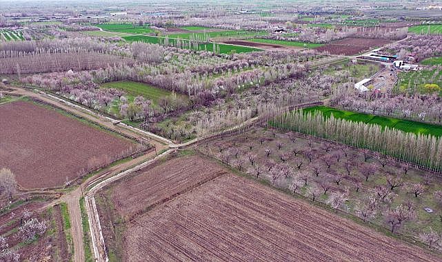 Kayısı ağaçları çiçek açtı