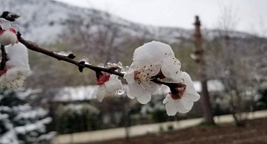 Kayısı ağaçları zirai dona yakalandı