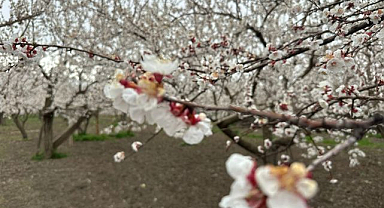 Kayısı bahçeleri çiçek açtı: Rekolte umut veriyor