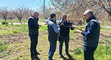 Kayısı bahçelerinde teknik inceleme 