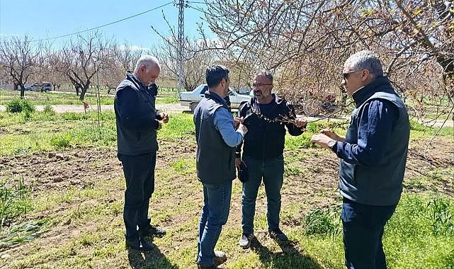 Kayısı bahçelerinde teknik inceleme
