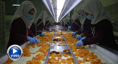 Kayısı ihracatı 20 milyon doları aştı 