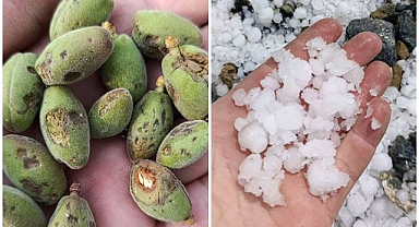 Kayısıda büyük zarar