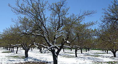 Kayısıda don endişesi! Kar yağışı üreticileri tedirgin etti