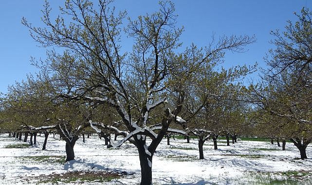 Kayısıda don endişesi! Kar yağışı üreticileri tedirgin etti