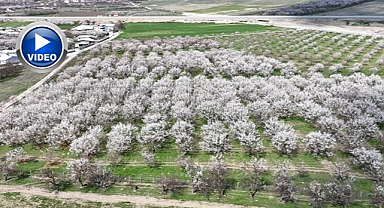 Kayısıda iklim endişesi devam ediyor   