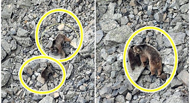 Kış uykusu bitti: Ayı ailesi ortaya çıktı