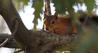 Kızıl sincap piknikçilerin neşesi oldu   