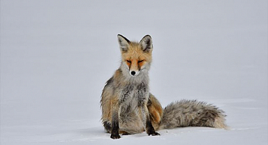 Kızıl tilki beslenirken görüntülendi