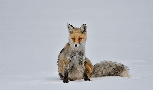 Kızıl tilki beslenirken görüntülendi