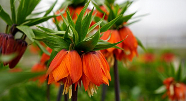 Koparmanın cezası 700 bin lira! Yılda sadece 20 gün yaşıyor   